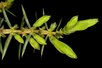Common Juniper (Juniperus communis). Young Leaves and Pollen Cones Closeup