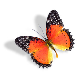 Red Lacewing Butterfly with soft shadow isolated on white background