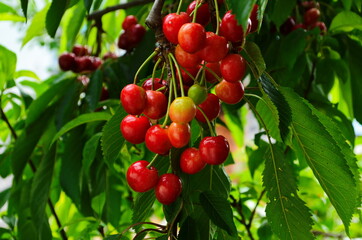 Red and sweet cherries on a branch just before harvest in early summer