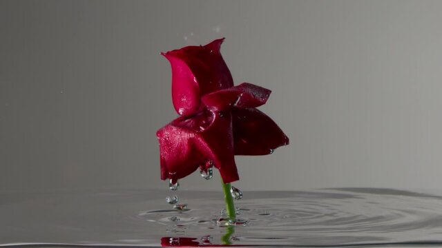 super slow motion of red rose submerged into clear water Underwater side view