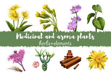 Elecampane and Cowslip, Milkvetch and kava kava, Gravel root and Euphorbia, Cinnamon dry sticks and bottle with remedy and Arnica yellow flower isolated digital art illustration. Tree bark and plants. - obrazy, fototapety, plakaty