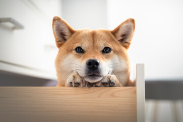 chien dans un tiroir de meuble