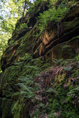 Gr&uuml;ner M&auml;rchenwald mit h&auml;ngenden G&auml;rten auf Sandstein - Felsen, H&auml;ngepflanzen, Elbsandsteingebirge - s&auml;chsische Schweiz
