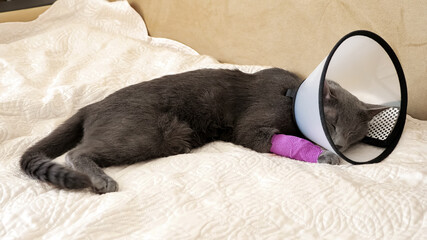 gray cat with a bandaged paw and a veterinary collar is lying on the sofa and waving its tail.