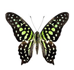 Tailed Jay Butterfly upper wing profile in natural color isolated on white background