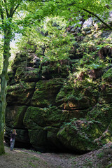 Grüner Märchenwald mit hängenden Gärten auf Sandstein - Felsen, Hängepflanzen, Elbsandsteingebirge - sächsische Schweiz