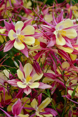 Beautiful flower Aquilegia red yellow