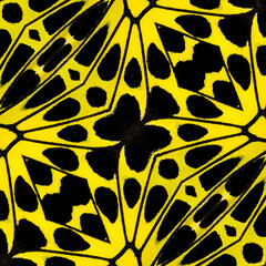 Texture of yellow and black pattern made from bird wing butterfly wing