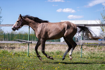 One gray horse galloping on the pasture