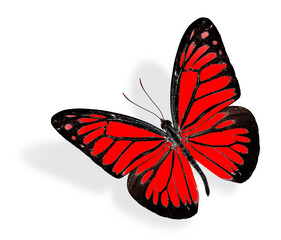 Fototapeta na wymiar The beautiful Red Butterfly flying on white background with soft shadow