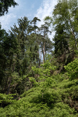 Grüner Märchenwald mit hängenden Gärten auf Sandstein - Felsen, Hängepflanzen, Elbsandsteingebirge - sächsische Schweiz