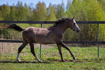 One gray horse galloping on the pasture
