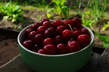 red ripe cherries in a green plate in the garden