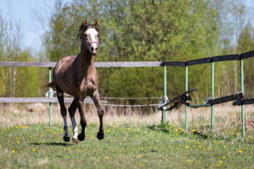 One gray horse galloping on the pasture