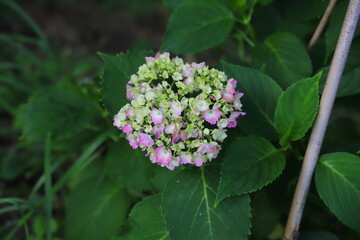 ソフトピンク色のアジサイの花
