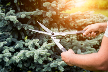 Professional gardener pruning a tree with garden scissors