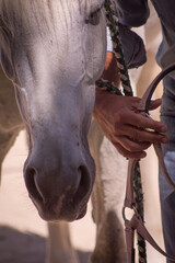Male horse riders about to put the halter on a horse.