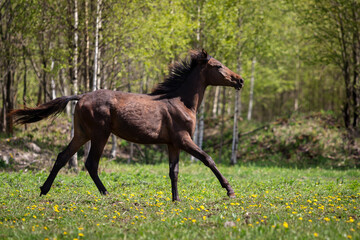 Young bay horse galloping on the pasture