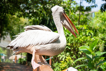 A white pelican in a park sits on a fence close-up. Bird watching