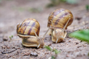 Two Snails racing ( Helix Pomatia )	