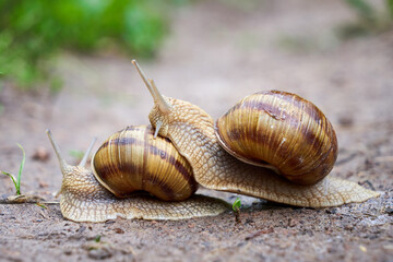 One snail climbing another snail ( Helix Pomatia )