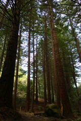 Fototapeta premium Giant redwood trees on Big Redwoods Track, Te Mata Park, Te Mata Peak, Hawke's Bay, New Zealand