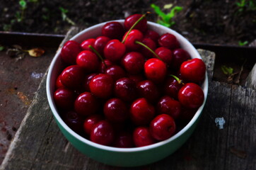 red ripe cherries in a green plate in the garden