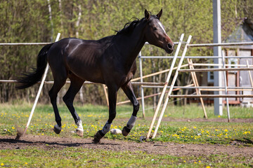 Young chestnut horse galloping on the pasture