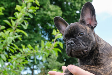 A head of a cute brown and black brindle French Bulldog Dog, carried on one hand, with a cute expression in the wrinkled face