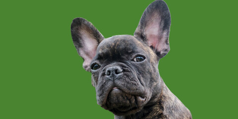 A head of an adorable brown and black brindle French Bulldog Dog, against a green background