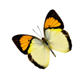 Yellow Orange tip butterfly flying isolated on white background