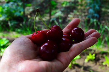 red ripe sweet cherries in a female hand in the garden