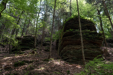 Grüner Märchenwald mit hängenden Gärten auf Sandstein - Felsen, Hängepflanzen, Elbsandsteingebirge - sächsische Schweiz