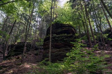 Grüner Märchenwald mit hängenden Gärten auf Sandstein - Felsen, Hängepflanzen,...