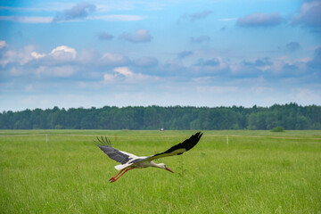 A stork flies over a summer pasture. Photographed close-up.