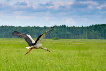 A stork flies over a summer pasture. Photographed close-up.