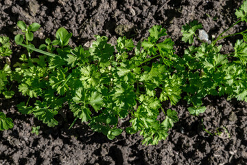 Young parsley, lit by sunlight, grows horizontally in the center of the garden.
