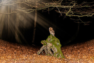 An owl looks towards the moonlight while sat on a tree root.