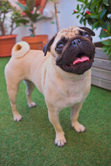 Obraz premium Small pet of the Carlino dog breed. Small dog very appreciated as a pet for its size and for being very sociable.