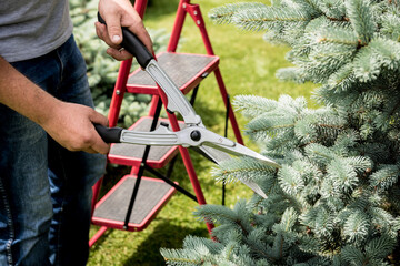 Professional gardener pruning a tree with garden scissors