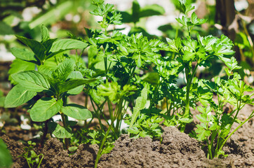 Home garden. Cultivated plants, spices grow in the garden. Mint and parsley, close-up.