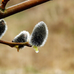 wczesnowiosenne kwiatostany wierzby rosnacej w miejscowosci baciuty na podlasiu w polsce © Jacek Sakowicz