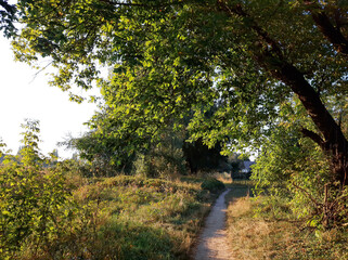 path in the forest