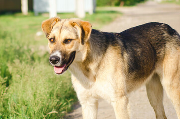 A cute dog looking directly at the camera, dog portrait, street dog