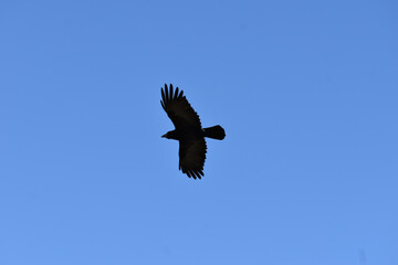 An eagle flying in the sky