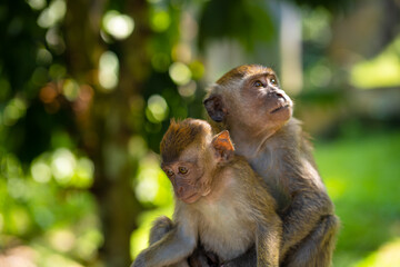 Two little monkeys hug while sitting on a fence