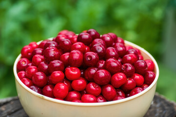 Fresh cherries in beige bowl on nature green background