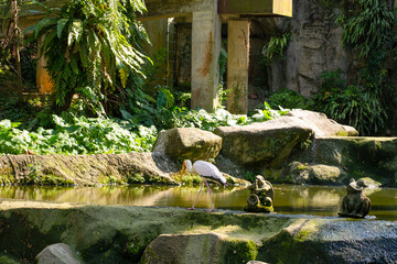 A milk stork is hunting in a pond. Looking for fish