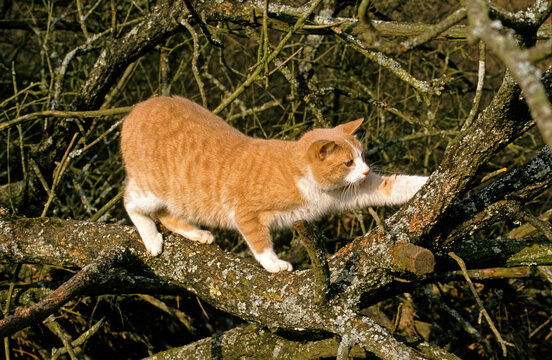CHAT FAISANT SES GRIFFES