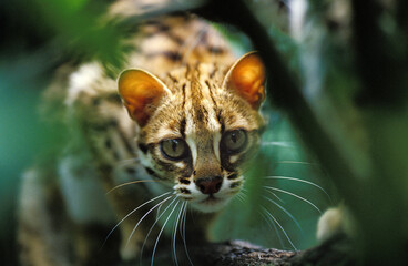 CHAT DU BENGALE prionailurus bengalensis